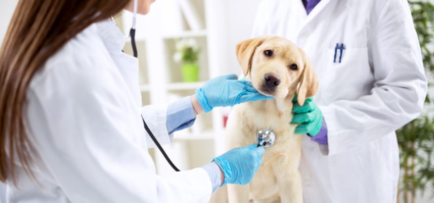 Fackförbund för veterinärer och zoologer